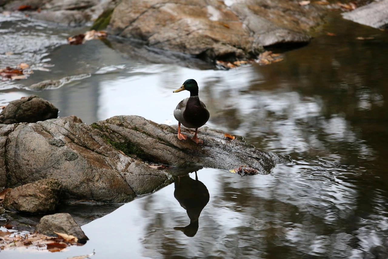 20201101 ROH_4570.JPG