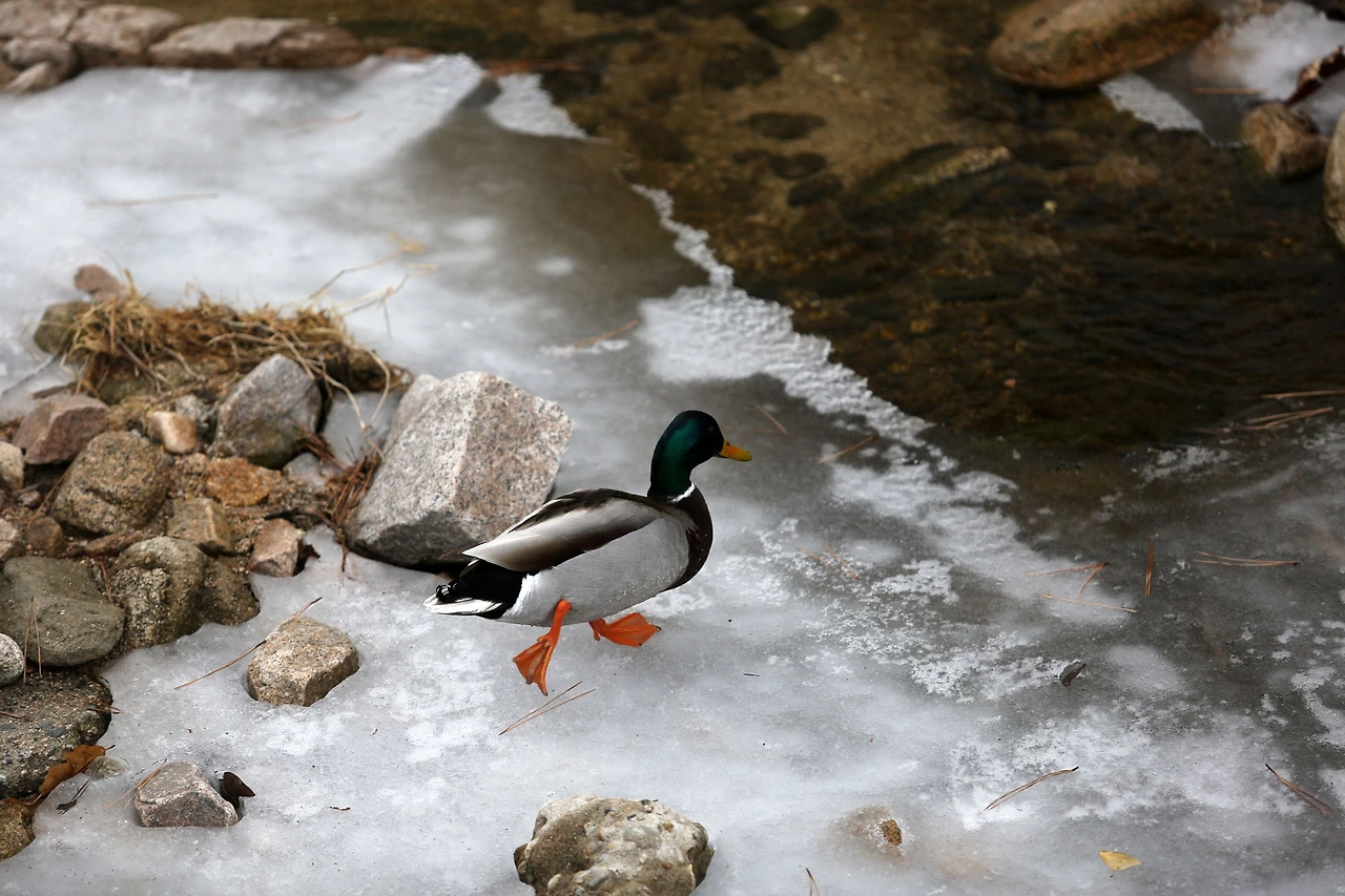 20210123 ROH_5677.JPG