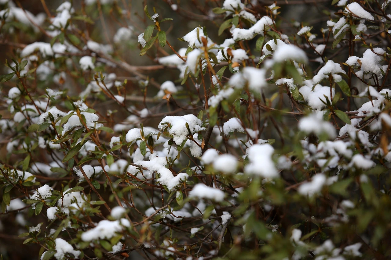 20201213 ROH_0995.JPG