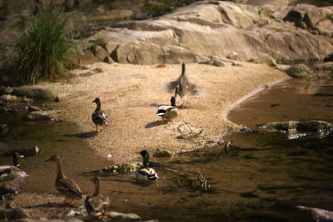 20201025 ROH_3687.JPG