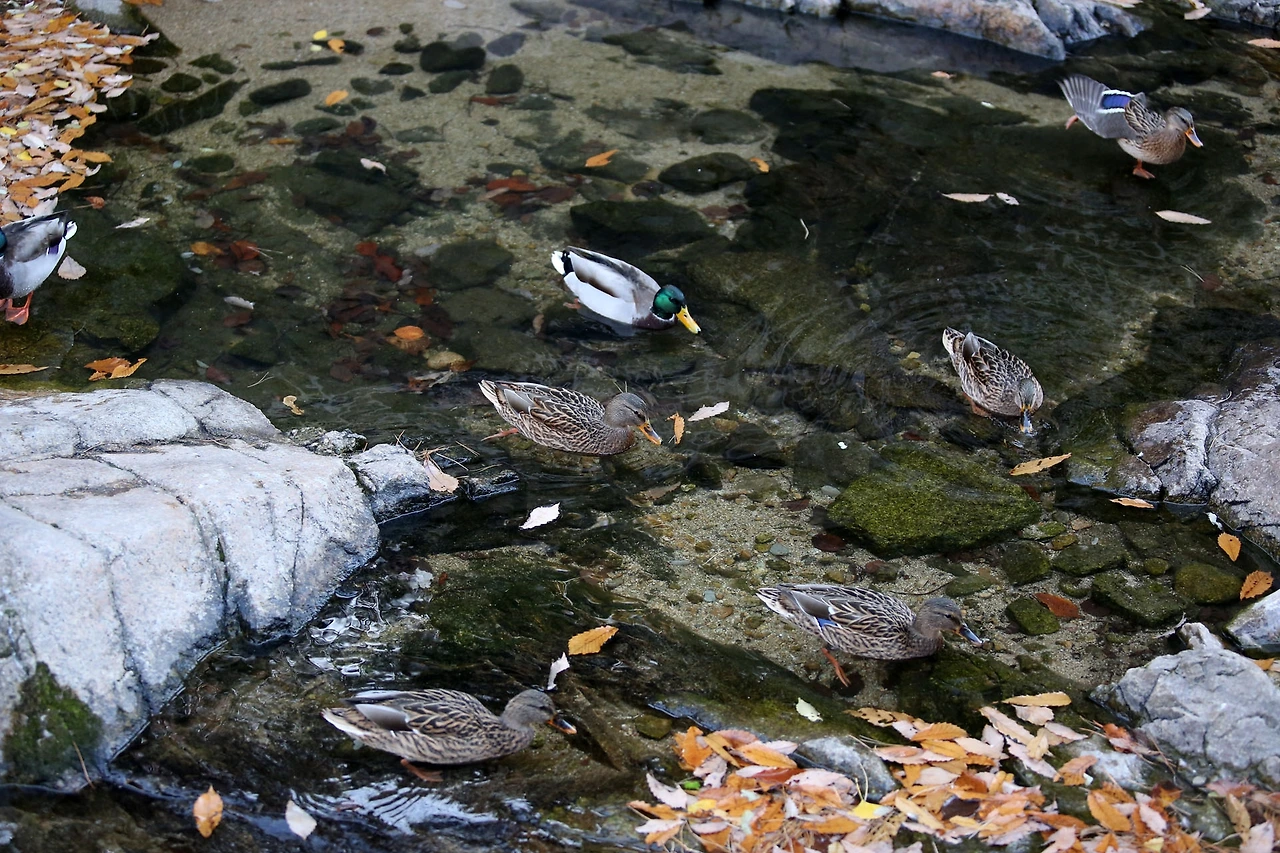 20201108 ROH_5747.JPG