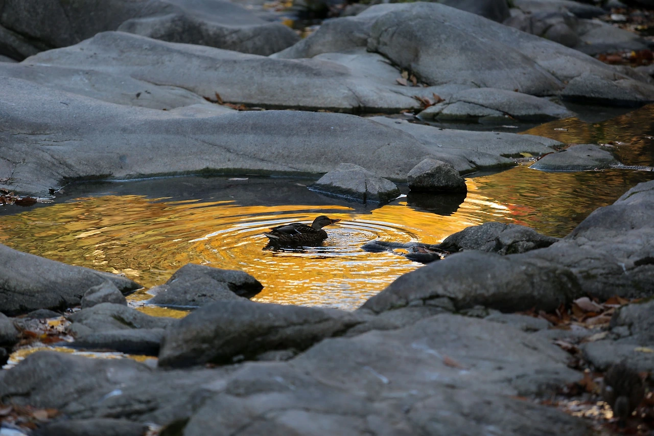 20201108 ROH_5757.JPG