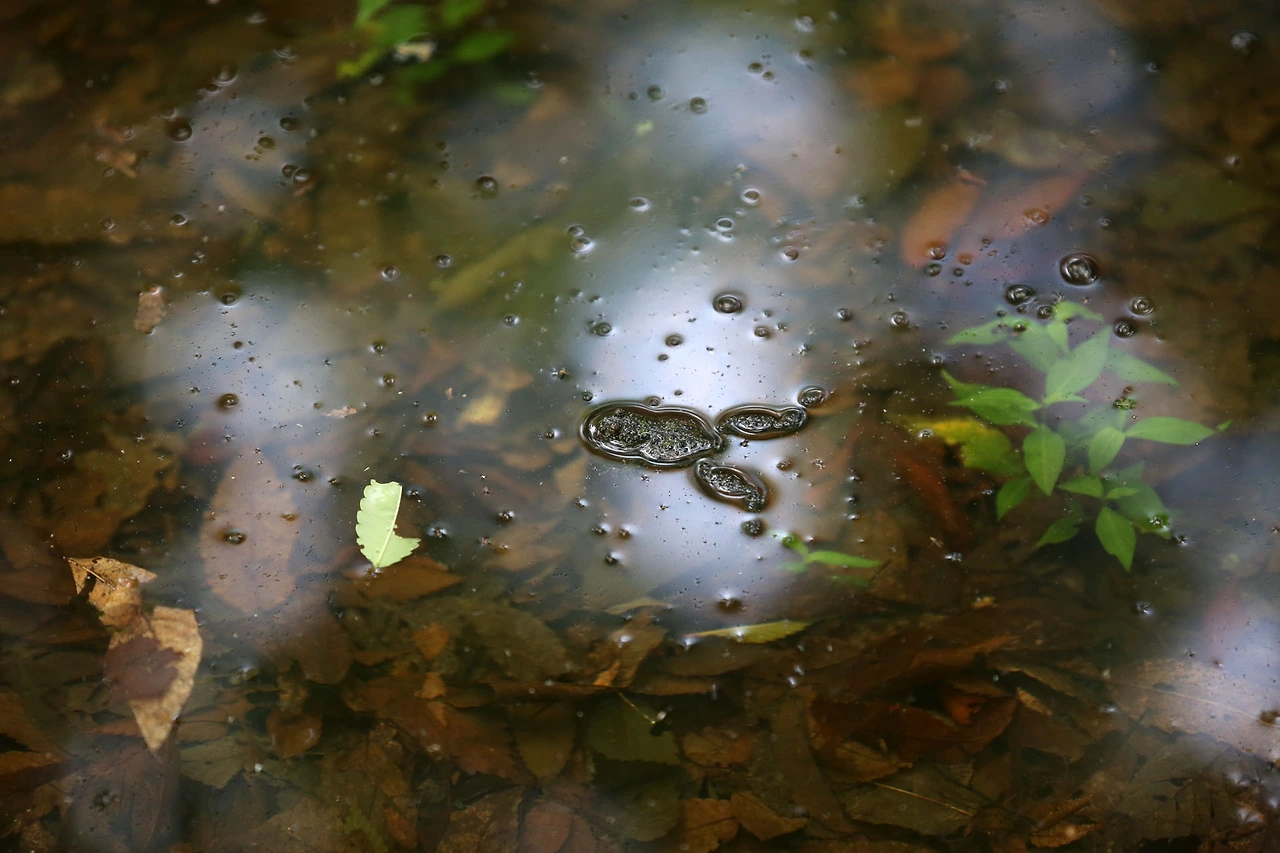 20200726 ROH_0651.JPG