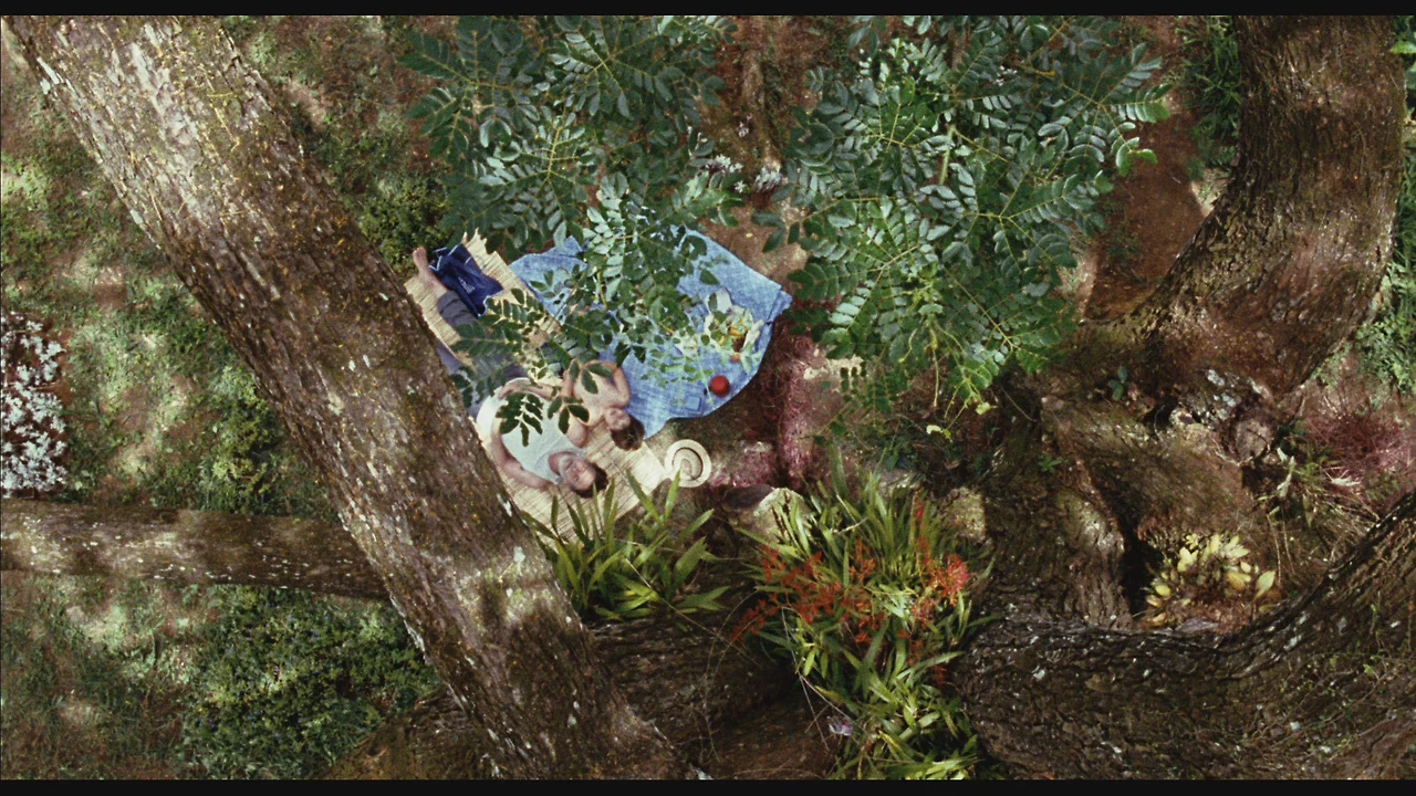 나의 라임 오렌지 나무 13.jfif