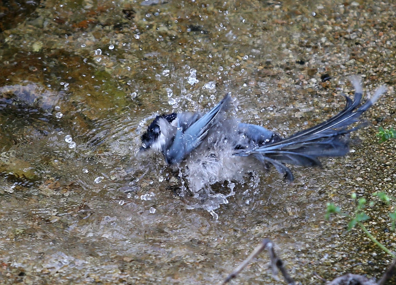 20200503 ROH_3052.JPG