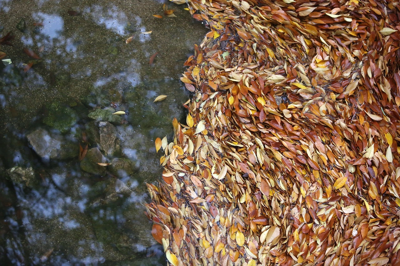 20201101 ROH_4597.JPG