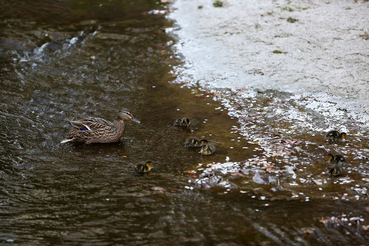 20200404 ROH_0960.JPG