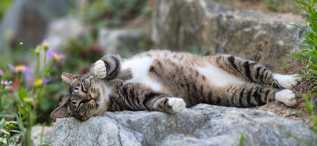 바위 위 까불이.jpeg