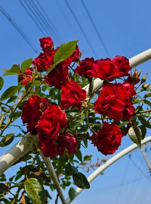 1734600363158-4.jpg?type=w773