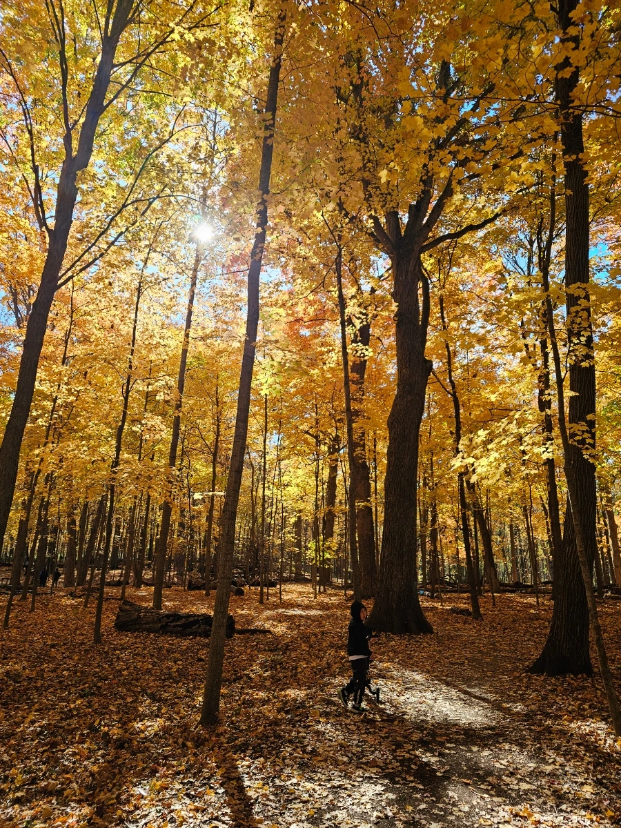 20241027%EF%BC%BF111318.jpg?type=w966