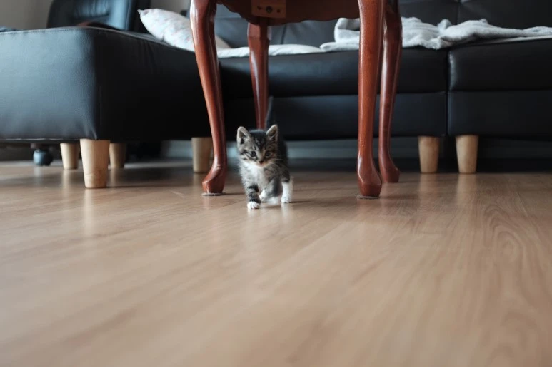 IMG_0395.JPG?type=w773