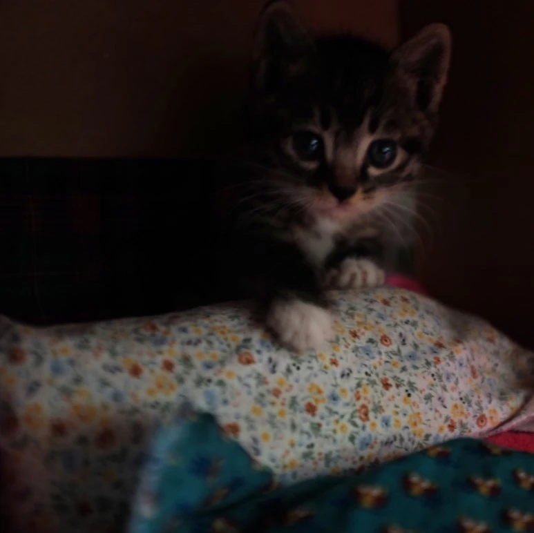 IMG_0376.JPG?type=w773