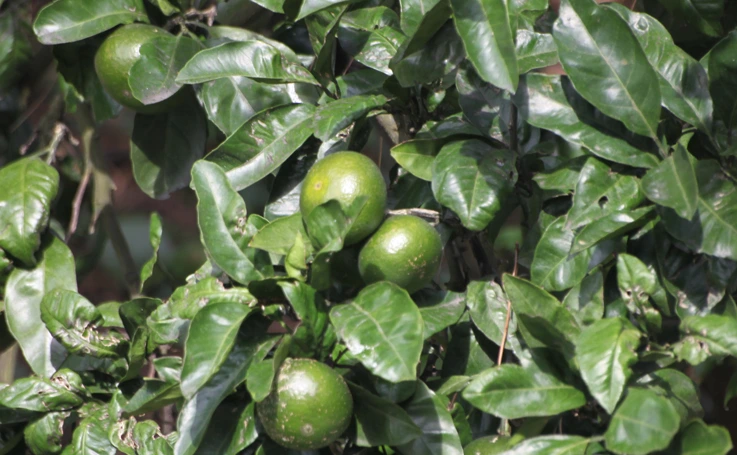 %B0%A8%B1%D6%C6%C7%B8%C53.jpg?type=w2