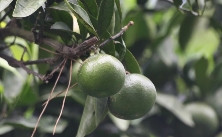 %B0%A8%B1%D6%C6%C7%B8%C54.jpg?type=w2