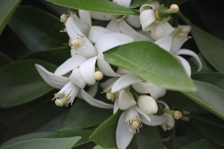 %B0%A8%B1%D6%C6%C7%B8%C50.jpg?type=w2