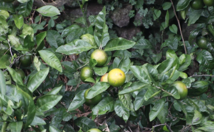 %B0%A8%B1%D6%C6%C7%B8%C55.jpg?type=w2