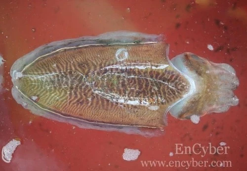 2011-11-13_00%3B36%3B33.jpg?type=w2