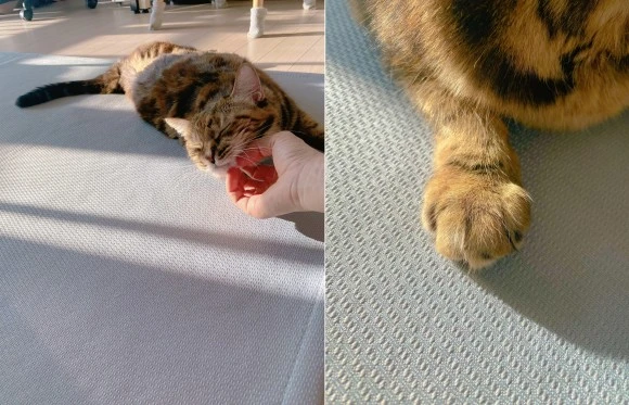 %EB%8B%B9%EB%87%A8%EA%B3%A0%EC%96%91%EC%9D%B4%ED%99%8D%EC%9D%B42.jpg?type=w580