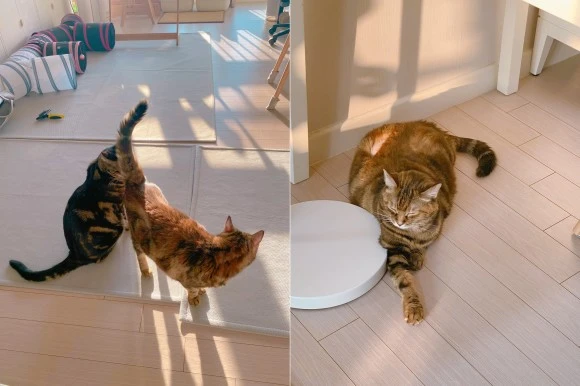 %EB%8B%B9%EB%87%A8%EA%B3%A0%EC%96%91%EC%9D%B4_%ED%99%8D%EC%9D%B4.jpg?type=w580