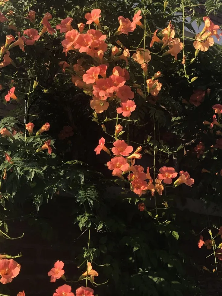 %EB%8A%A5%EC%86%8C%ED%99%94_%C2%B0%E2%9D%80%E2%8B%86_%E0%B3%83%E0%BF%94.jpg?type=w773