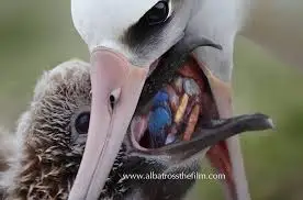 images?q=tbn:ANd9GcTyhHzuhI9iKEZrtlfhTYP1QPMawrlP0QcNLA&amp;usqp=CAU