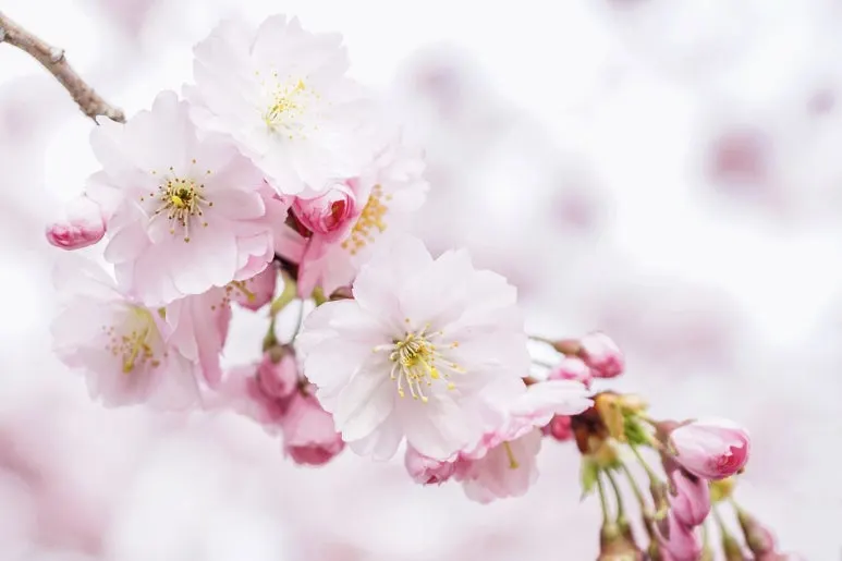 cherry-blossoms-4951853_1280.jpg?type=w773