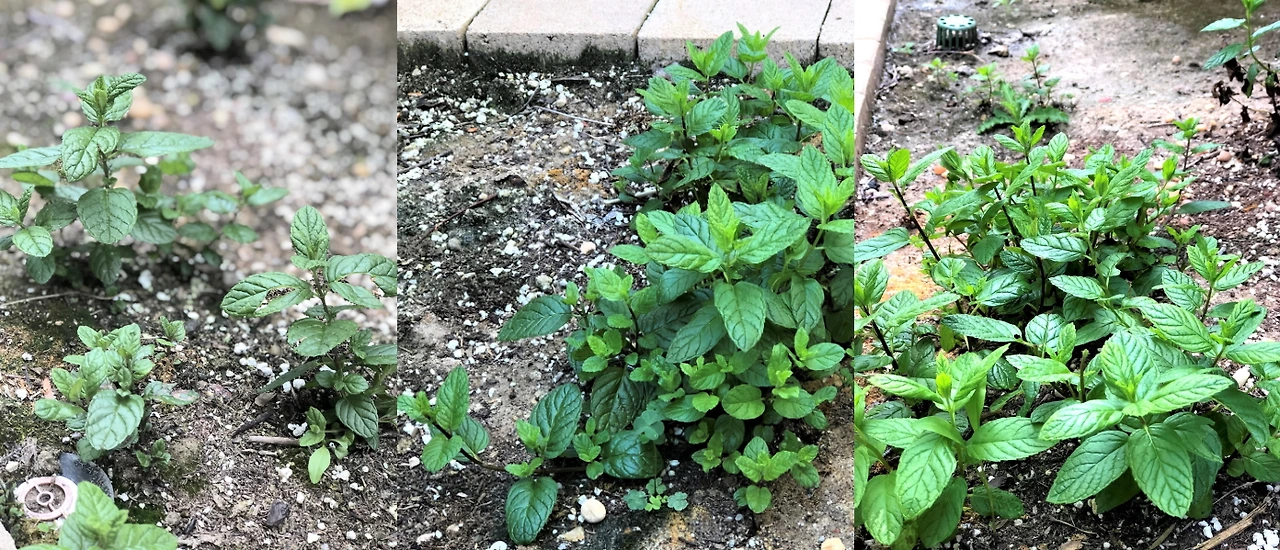 Garden_mint_mar thru may.jpeg