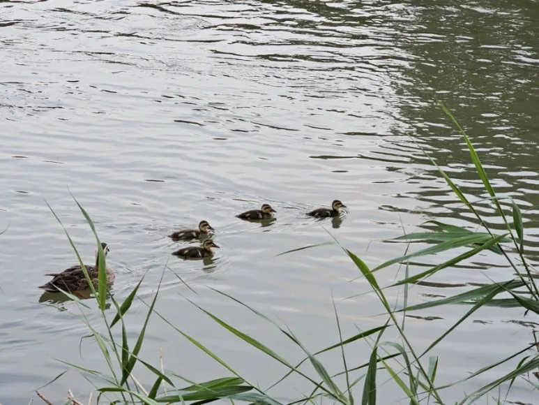 20240719%EF%BC%BF192126.jpg?type=w773