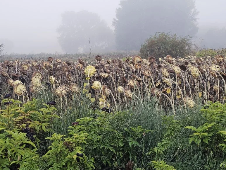 20251001_084348.jpg?type=w773