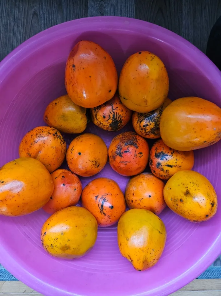 20241027%EF%BC%BF072349.jpg?type=w773