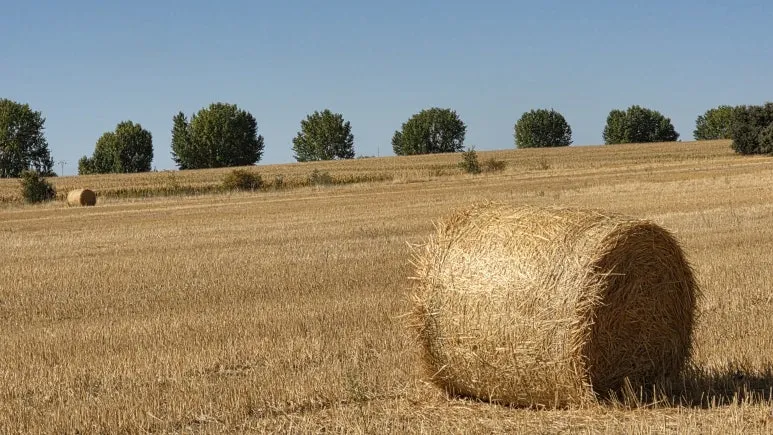 1759721873738.jpg?type=w773