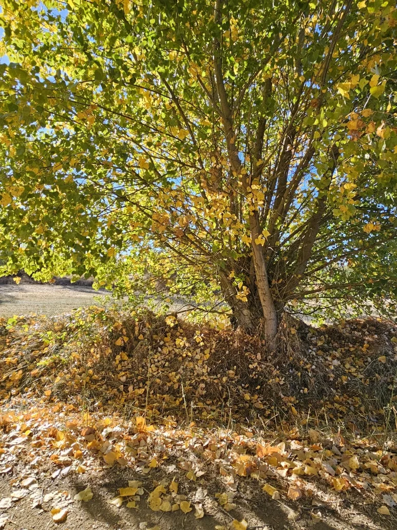 20251005_102033.jpg?type=w773