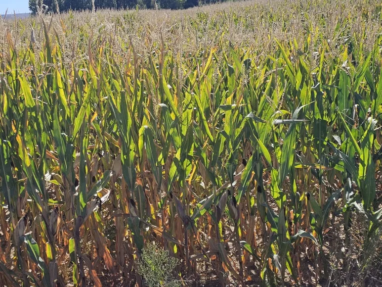 20251002_132726.jpg?type=w773