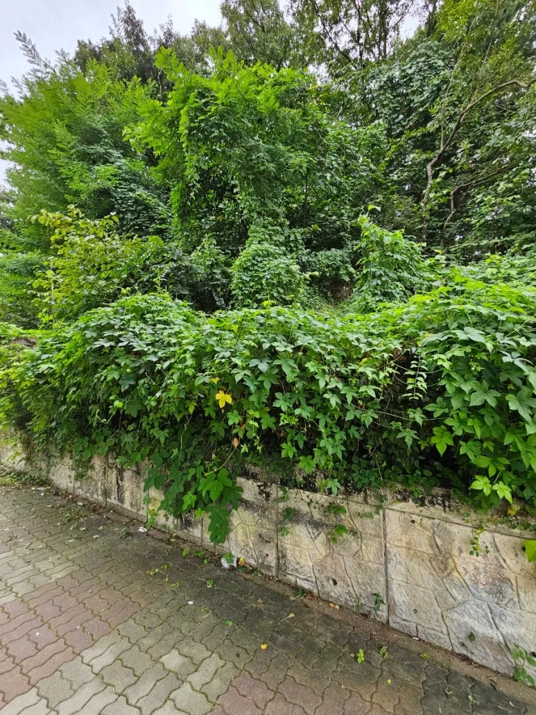 20241006%EF%BC%BF090408.jpg?type=w773