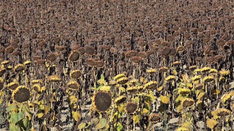 1759256558364.jpg?type=w773