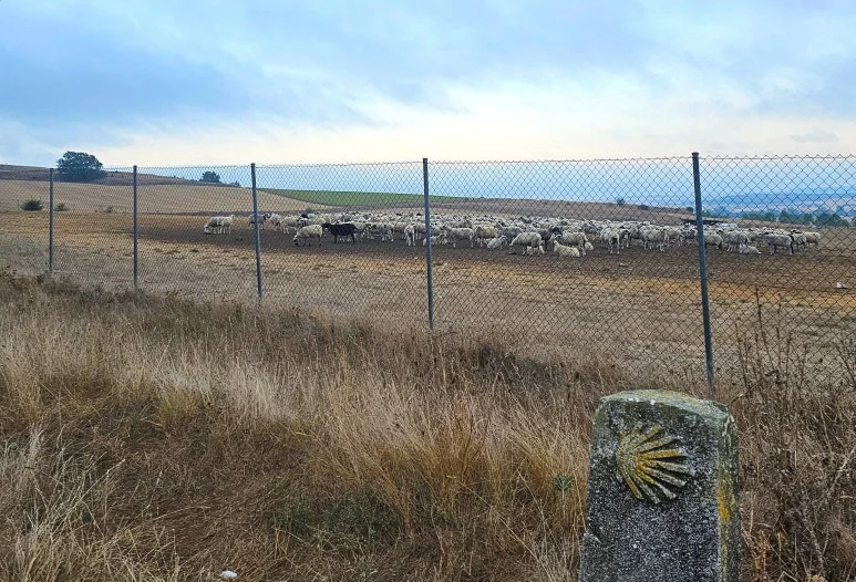 SE-b6ec361d-d46e-47da-9003-ec3cb70f8c49.jpg?type=w773