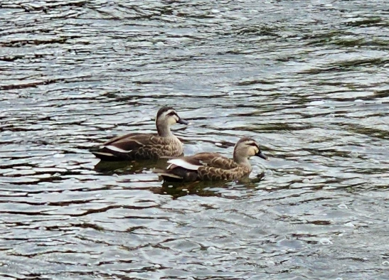 SE-70549d4e-9c3d-4efc-ac19-3ac6ce5fb1f7.jpg?type=w1