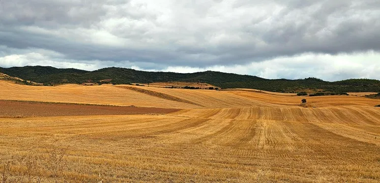 SE-6febb19e-863a-4c66-9d66-c39fea6d460c.jpg?type=w773