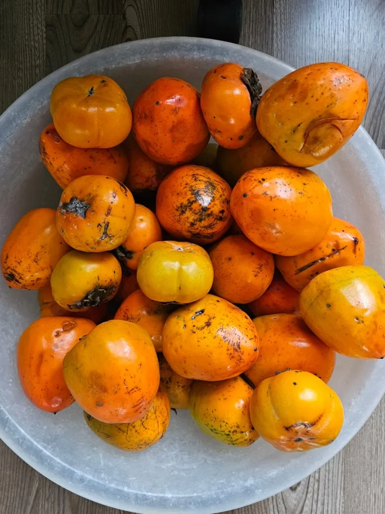 20241027%EF%BC%BF071303.jpg?type=w773