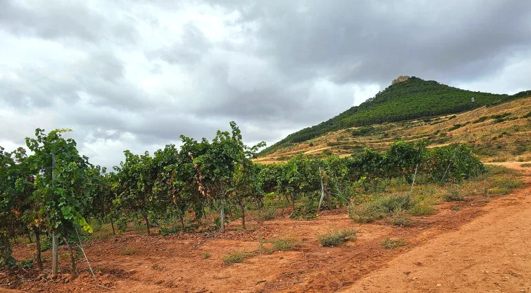 SE-f8bf5d64-5fd7-4404-bc7b-5db548f8d259.jpg?type=w773