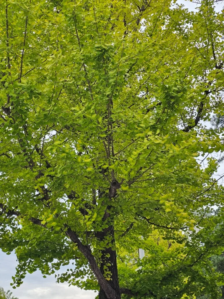 20241006%EF%BC%BF090145.jpg?type=w773