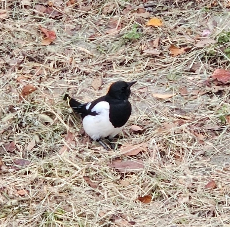 SE-a0e365ab-8dec-4a26-934c-70a172cb26d4.jpg?type=w1