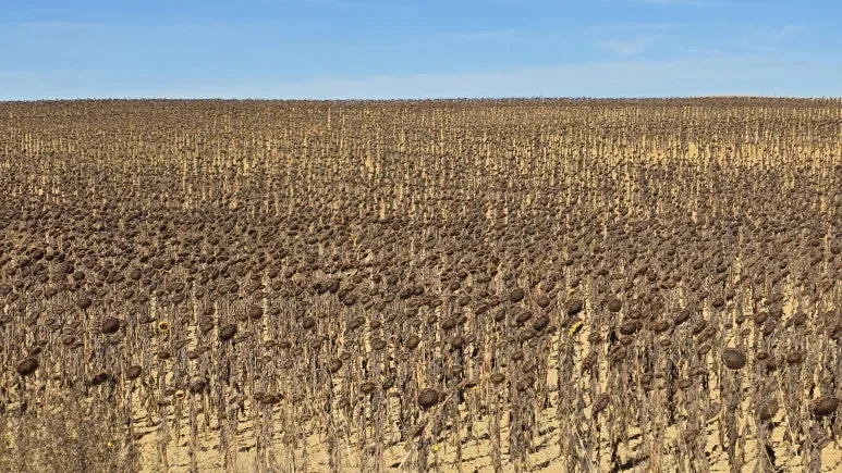 1759463598353.jpg?type=w773