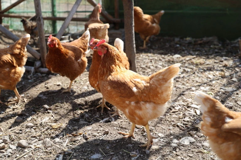 다운로드 (60).jpeg