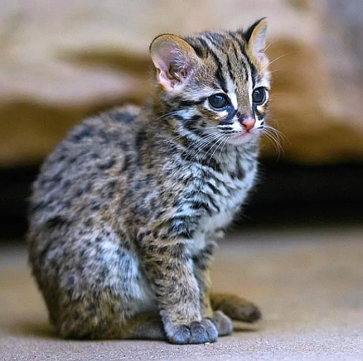 다운로드 (61).jpeg