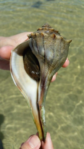 1430961011553 (1).jpeg