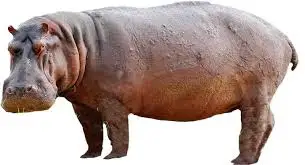 hippo.jpeg