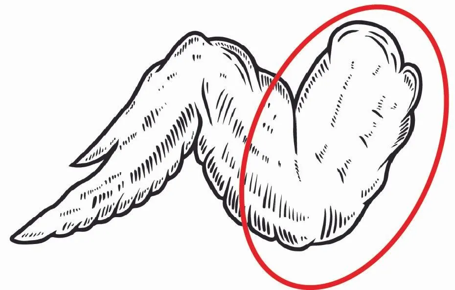 새의 상완골 위치.jpeg