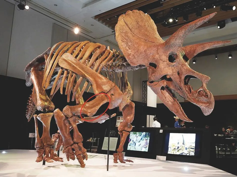 트리케라톱스의 골격 붉은색으로 표시한 부분이 삼각흉근이다 출처 직접 촬영..jpeg