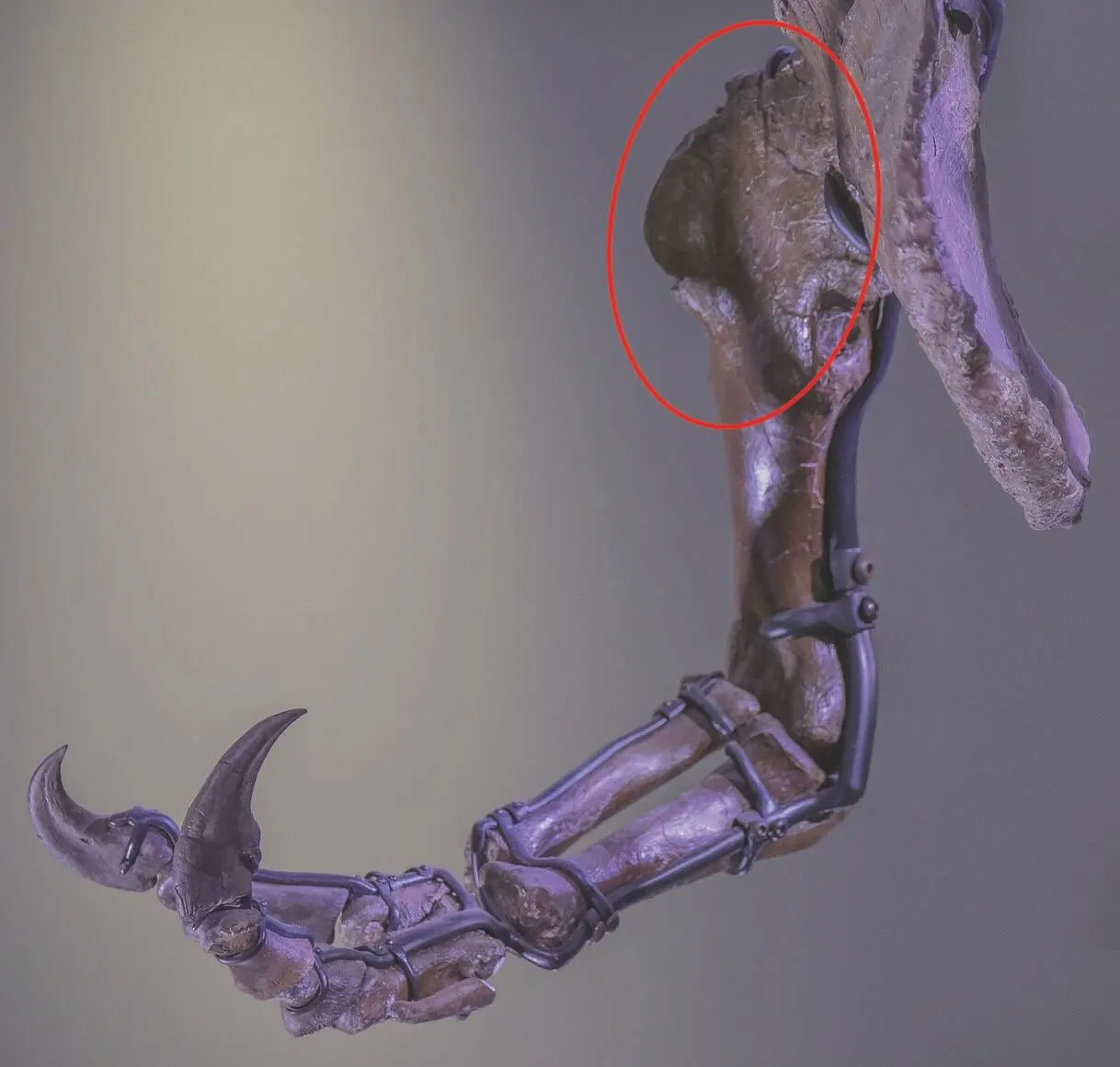 티라노사우루스의 팔뼈.jpeg